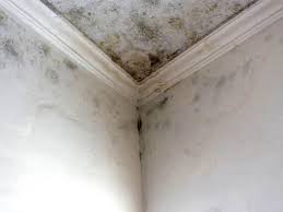 Why You Should Choose Our Mold Remediation Services in Hardeeville, SC